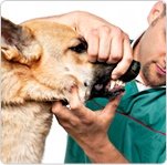 Sani Vet Care - clinica veterinara